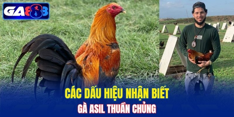 Các dấu hiệu nhận biết gà Asil thuần chủng