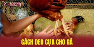 Cách Đeo Cựa Cho Gà