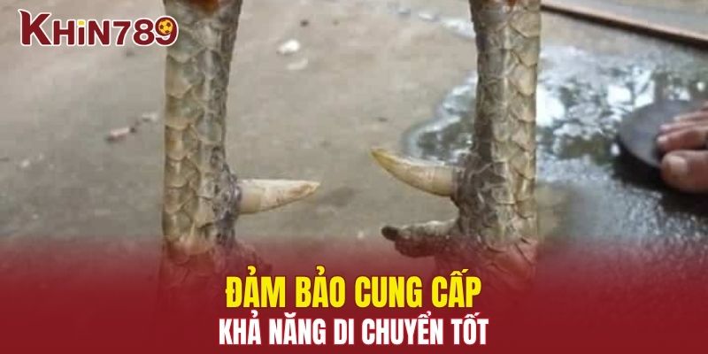 Đảm bảo chiến kê di chuyển thoải mái