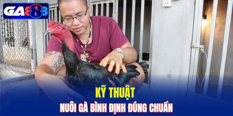 Kỹ thuật nuôi gà Bình Định đúng chuẩn