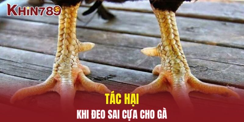 Sai lầm khi đeo sai cựa